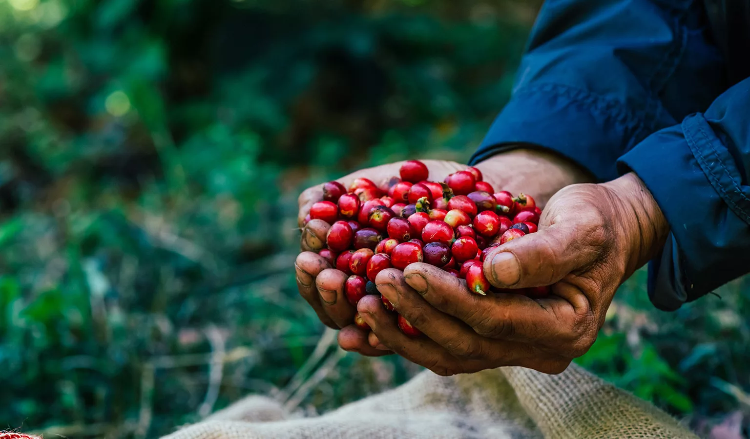 ACCAAVO coffee